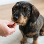 Dachshund Wiener Dog