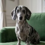 Dapple Dachshund