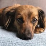 Dachshund Mix Breeds