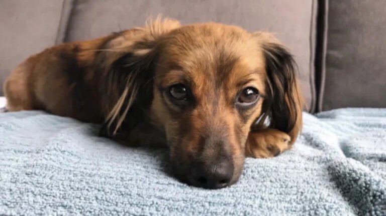 Home Dachshund Mix Breeds
